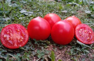 Семена томата сорта Смелянский Рудаса - Низкорослые кустовые