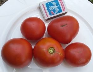Семена томата сорта Снегирь - карликовый штамбовый сорт