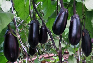 Семена баклажана сорта Соломон