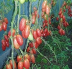 . Розовая сосулька