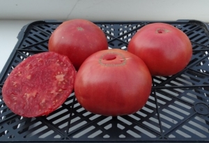 Семена томата сорта Стокгольм - Среднерослые