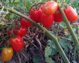 Семена томата сорта Страбена - Высокорослые «черри» (балконные томаты)