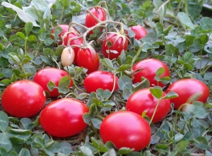 Семена сорта томата Суин Тинг Грейп - Высокорослые «черри» (балконные томаты) 