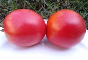 Семена томата сорта Crazy Calliope (Сумасшедший Каллиопа) - Гномы