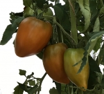 . Суровая дыня немцев Поволжья (Severe Melon) 