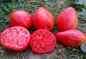 Семена томата сорта Сызранское бычье сердце (Syzran bull heart) - Гиганты сердцевидные