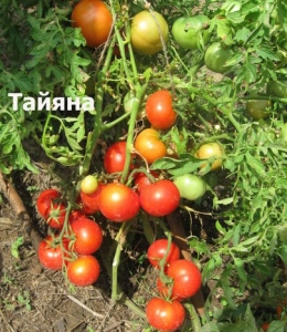 Семена сорта томата Тайяна - Низкорослые кустовые