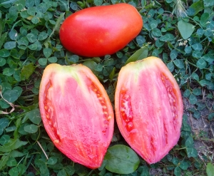 Семена томата сорта Тамонинский длинный - Длинноплодные томаты