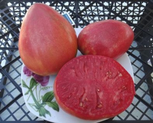 Семена томата сорта Тарас Бульба - Среднерослые