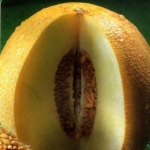 . Дыня Титовка