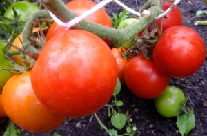 Семена сорта томата Топ-спорт - Низкорослые кустовые 