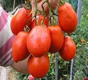 Семена томата сорта Тропический полугигант - Высокорослые сливовидно-овальные
