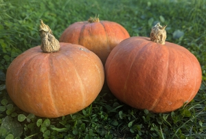 Семена Тыквы Kurbis (Курбис)