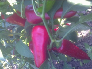 Семена перца сорта Узинь Сюань 118 Батьян Чжао