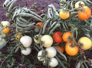 Семена сорта томата Утенок - Карликовые и штамбовые сорта 