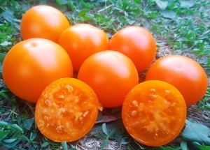 Семена томата сорта Утя - Низкорослые кустовые 