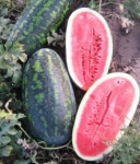 . Арбуз Фаворит