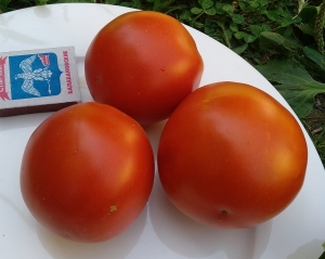 Семена томата сорта Фермерский - среднерослые томаты