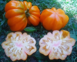 Семена томата сорта Florentine Beauty yellow (Флорентийская красавица желтая) - Фигурно – ребристые и фаршировочные 