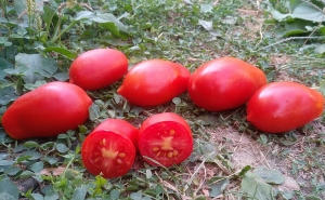 Семена сорта томата Французский гроздевой - Высокорослые сливовидно-овальные