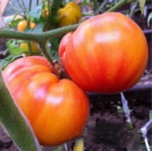 Семена томата сорта Хамелеон - Гиганты двуцветные