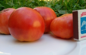 Семена сорта томата Царский подарок - Среднерослые