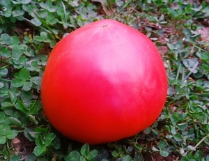 Семена сорта томата Церковь (Church) - Супер – гиганты 