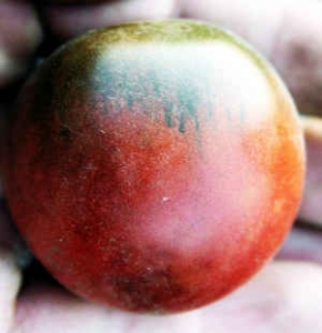 Семена сорта томата Черная богиня - Шоколадные