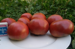 Семена томата сорта Black star (Черная звезда) - Шоколадные