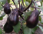 . Баклажан Черное яйцо (Black egg)