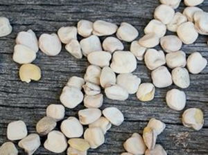 Семена чины посевной