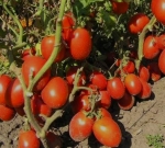 . Чудо банан