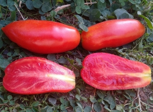 Семена сорта томата Чудо банан - Низкорослые кустовые 