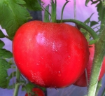 . Чудо медовое