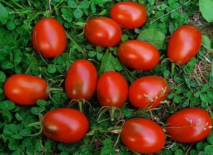 Семена сорта томата Шоколадный зайчик - Шоколадные