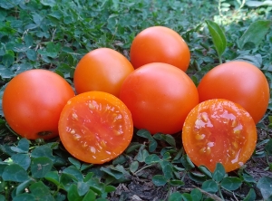 Семена томата сорта Экспериенс - Высокорослые округлые и плоско-округлые 