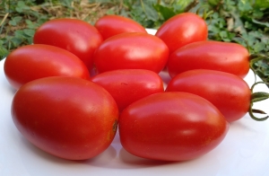 Семена сорта томата Юнкер - Низкорослые кустовые 