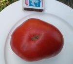 . Яблочный Липецкий 