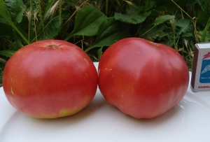 Семена томата сорта Яблочный Минусинский - Гиганты розовые