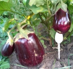 . Баклажан Роза Баку