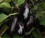. Баклажан Черное яйцо (Black egg)