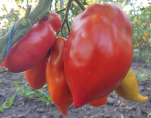 Семена томата сорта Abbattista paste (Паста Аббатиста) - Длинноплодные