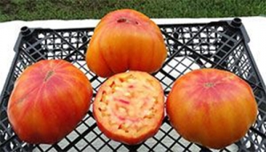 Семена томата сорта Allegheny Sunset - Гиганты двуцветные