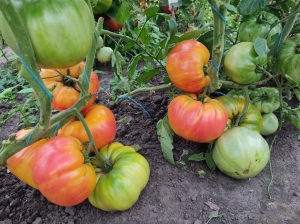 Семена томата сорта Anna Meyer (Анна Мейер) - Гиганты двуцветные