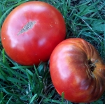 . Brandy Fred (Брэнди Фред)