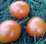 . Bronza (Аmarillo rusty paste)