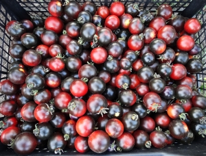 Семена томата сорта Bandol Blues (Блюз Бандоля) - Синие