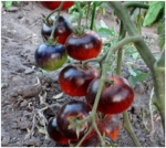 . Beautiful Dreamer (Прекрасный мечтатель, Великолепный Фантазёр) 