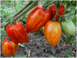 Семена томата сорта Bella (Бэлла) - Длинноплодные 