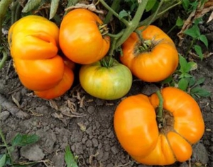 Семена томата сорта Big Yellow Simpson (Большой Желтый Симпсон) - Гиганты желтые и оранжевые